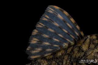 Ancistrus sp. `RIO TOCANTINS`